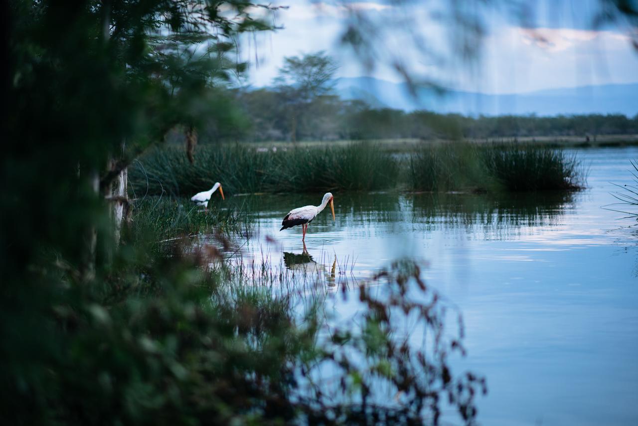 Sirville Lake Elementaita Lodge Gilgil Exterior foto