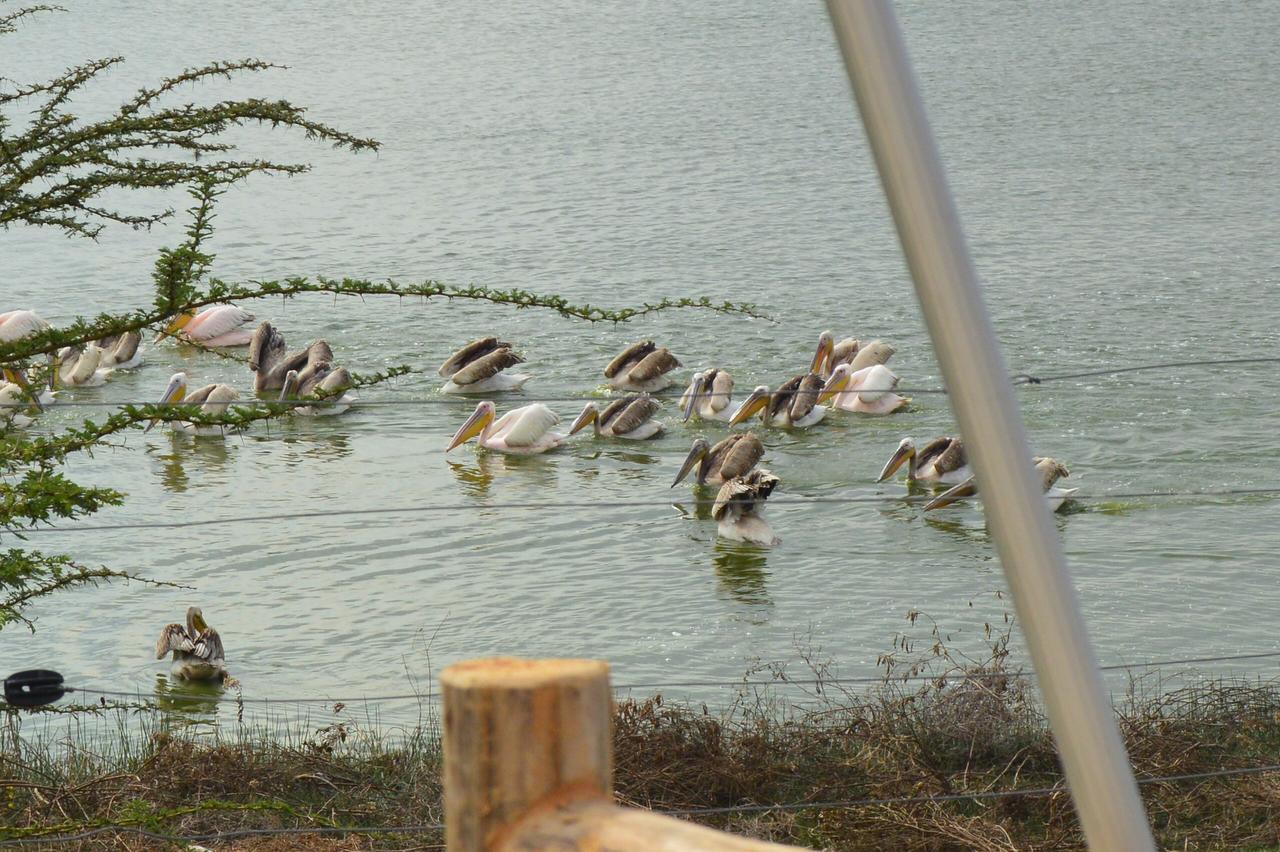 Sirville Lake Elementaita Lodge Gilgil Exterior foto